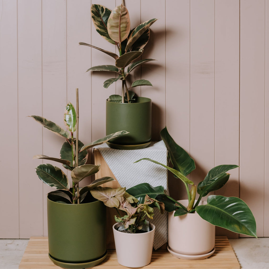 Indoor Plants, Pots & Vases