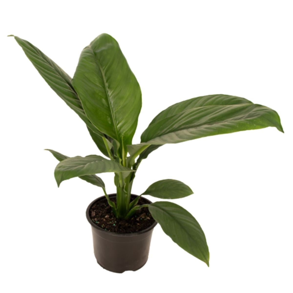 giant peace lily nz Spathiphyllum Sensation 14cm – The Country Providore