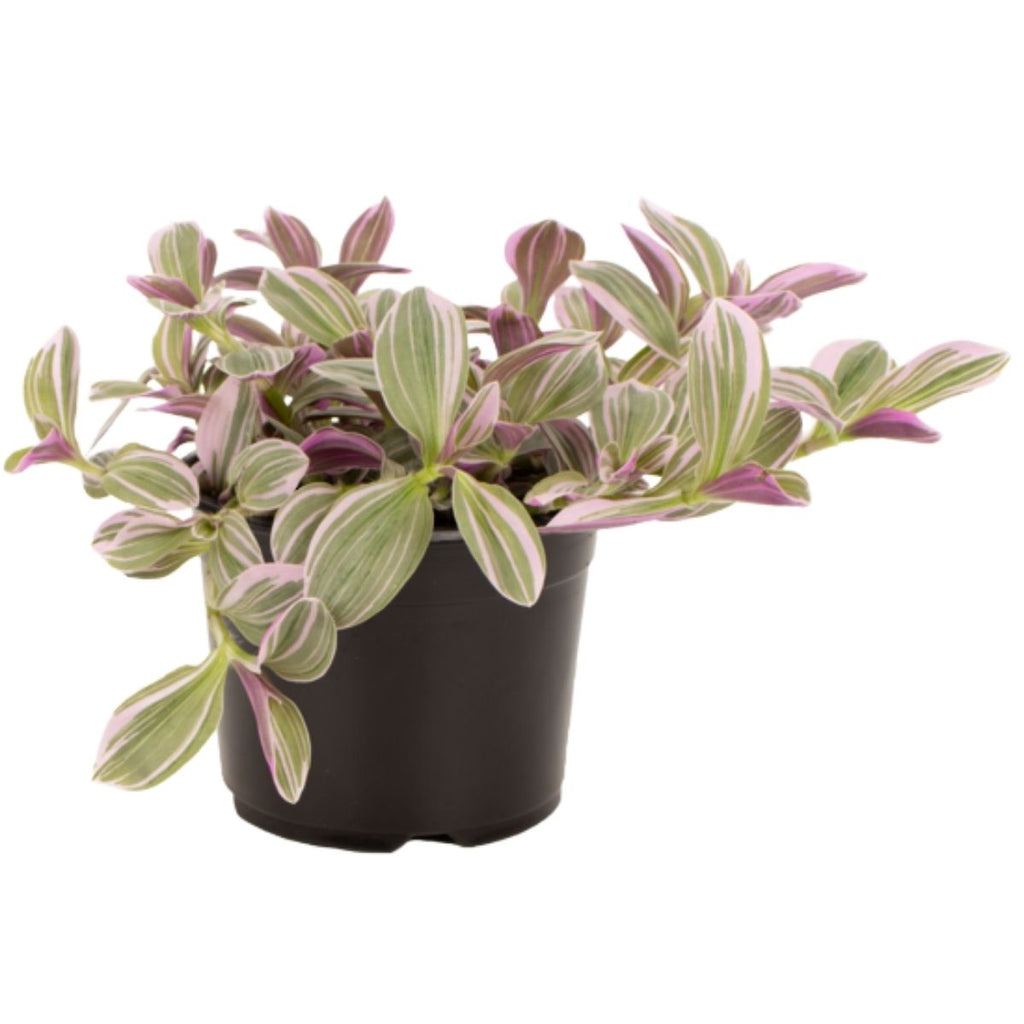 Potted plant with striped leaves on a white background