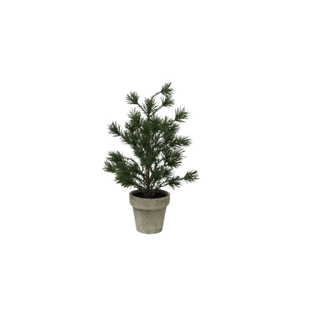 Potted plant with a textured pot on a white background