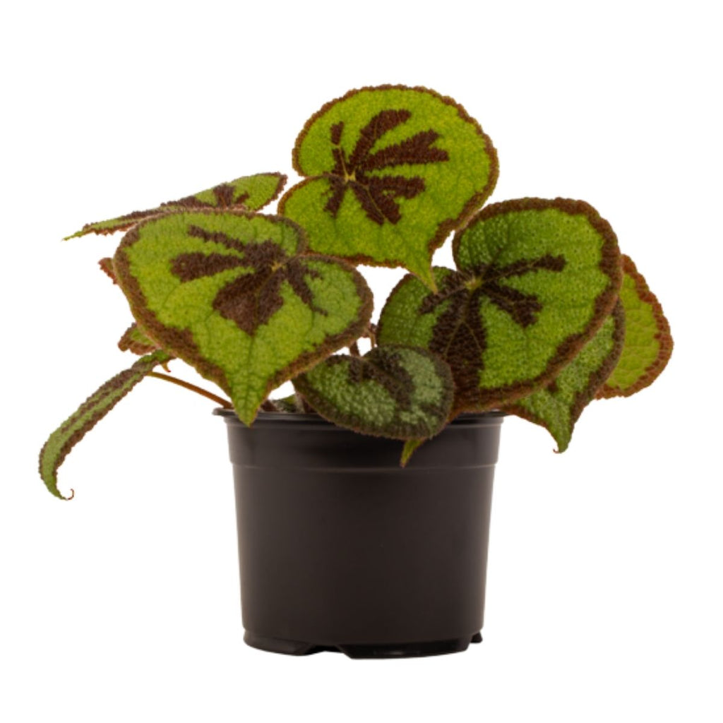 Potted plant with green and brown leaves on a white background