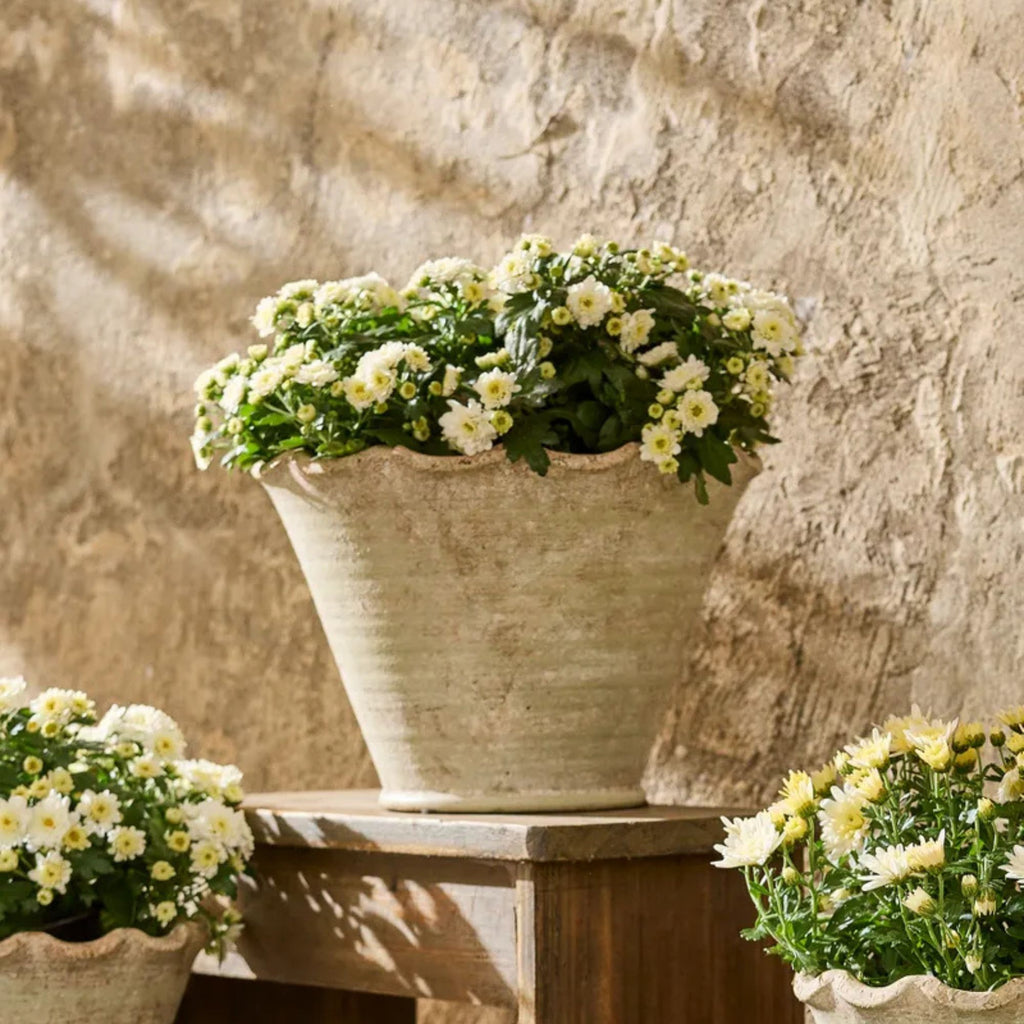 Three potted plants with white flowers on a wooden surface against a stone wall.