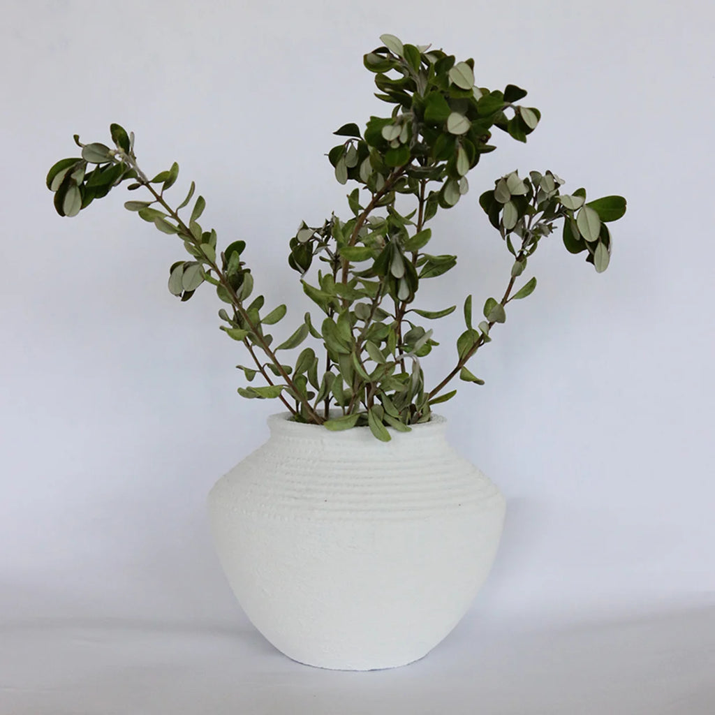 White vase with green plant against a white background